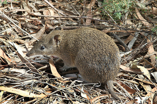 Bushfires push numerous Australian animal species towards extinction