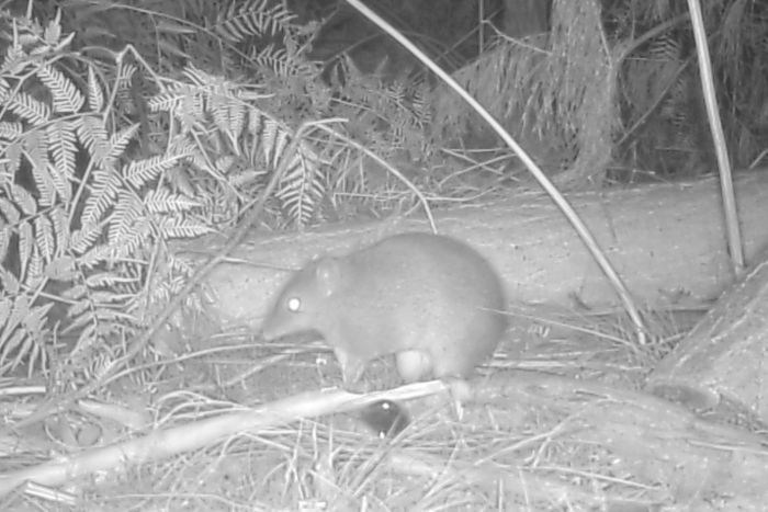 Southern brown bandicoot sighted in Kuitpo Forest for first time since Ash Wednesday fires of 1983