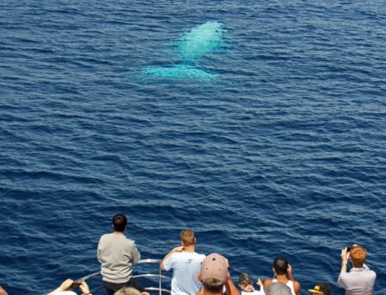 Sea World Whale Watch launches 2015 season
