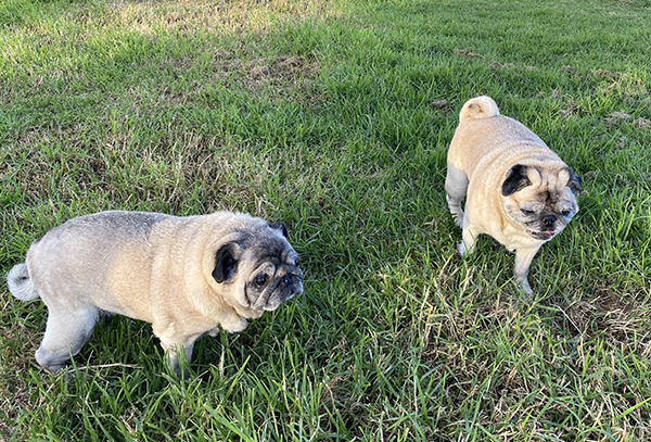 More spaces created for off-leash dog parks across Melbourne and regional Victoria