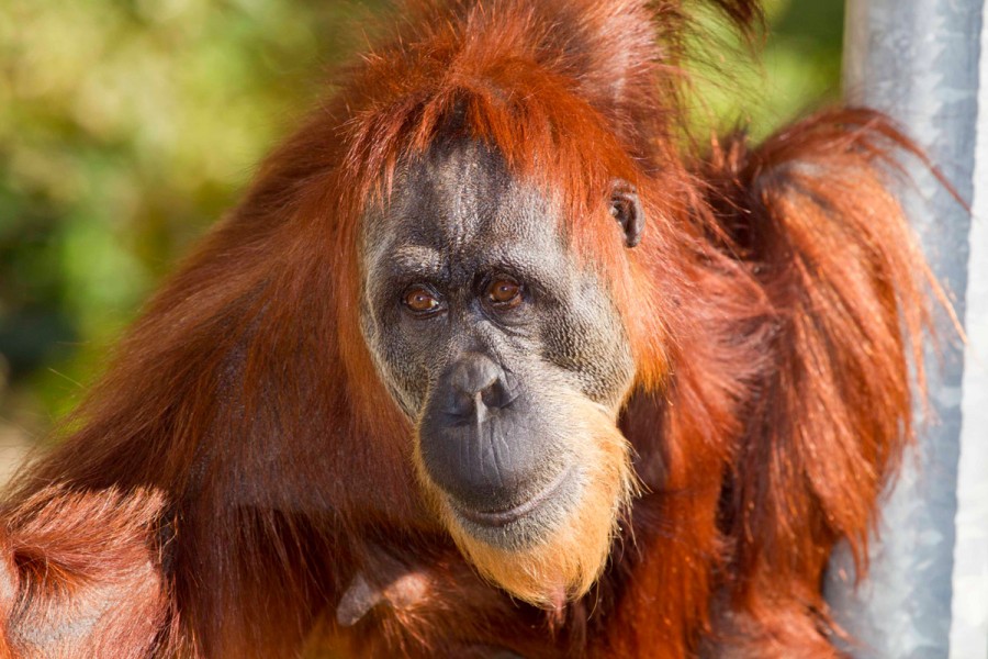 World’s oldest Sumatran orangutan dies at Perth Zoo