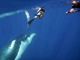 New marine experience offers chance to swim with Humpback Whales