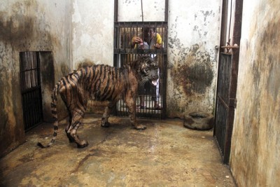 International zoo association accused of overlooking horrific animal cruelty