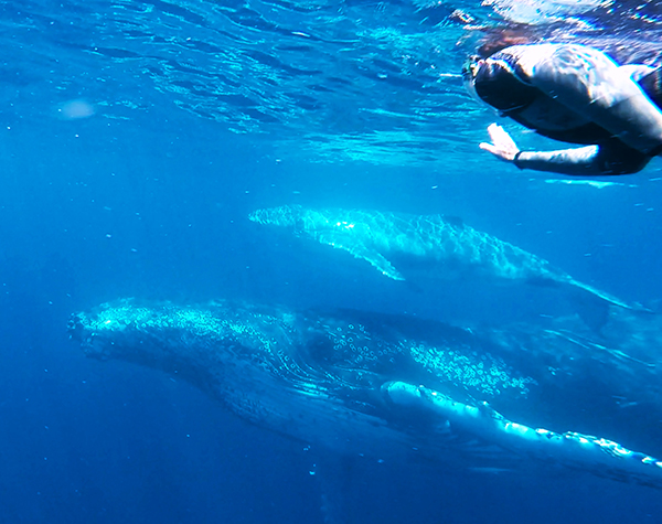 Sunreef launches new vessel to enhance Sunshine Coast whale encounters