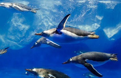 SEA LIFE Sydney Aquarium welcomes colony of sub-Antarctic penguins