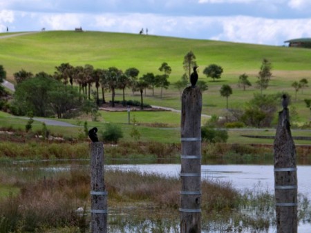 Water reuse system to help inner Sydney wetlands thrive and support wildlife