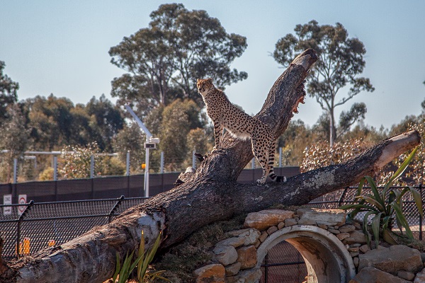 New Sydney Zoo announces official opening date