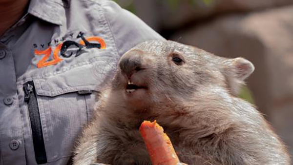Woolworths zero waste initiative benefits animals at Sydney Zoo