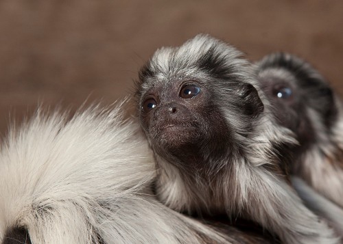Endangered monkeys stolen from Wollongong zoo