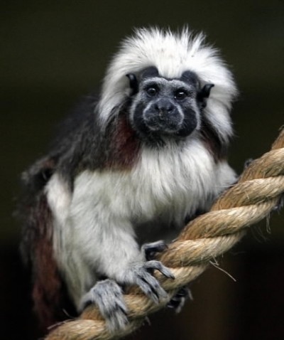 Rare monkey returns to Symbio Wildlife Park