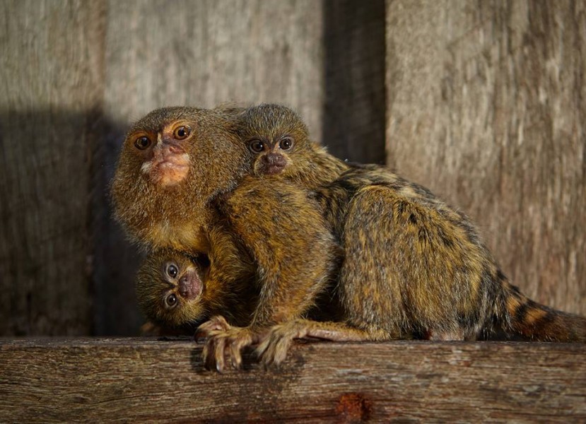 Stolen pygmy marmosets recovered and returned to Symbio Wildlife Park