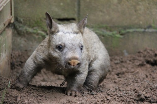 Taronga Zoo celebrates wombat breeding success