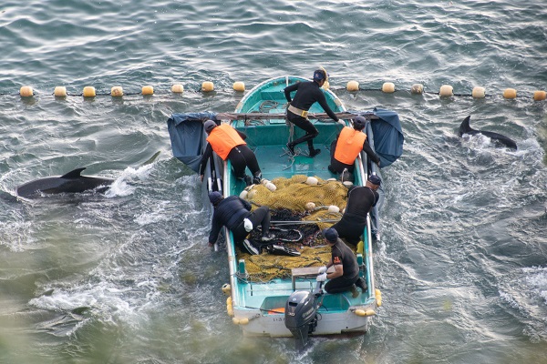 New report shows leading travel brands to be complicit in Taiji dolphin hunts