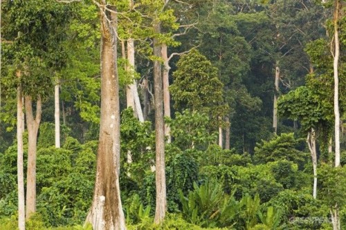 Indonesia to set aside 30 million hectares for rare species