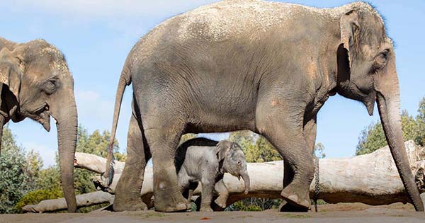 Taronga Western Plains Zoo celebrates Elephant Day