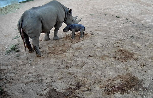 Taronga Western Plains Zoo celebrates birth of critically endangered Black Rhino calf
