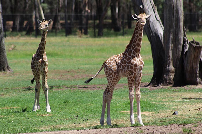 Taronga Western Plains Zoo celebrates birth of two Giraffe calves