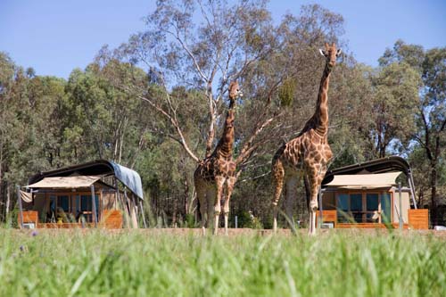 Zoofari Lodge accommodation offers new zoo experience