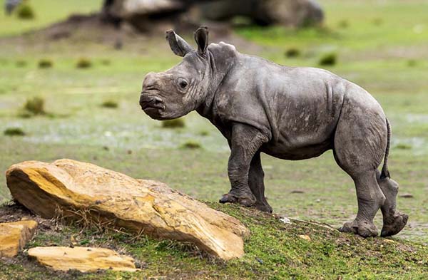 Taronga Zoo highlights continued threat to the Rhino