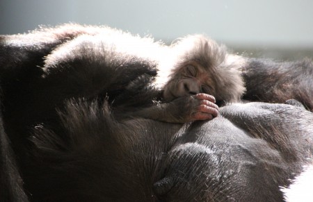 Taronga Zoo welcomes new baby Gorilla