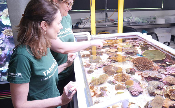 Taronga Zoo scientists playing key role in protecting Great Barrier Reef