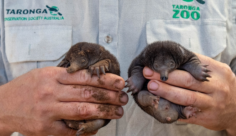 Taronga Zoo helps advance understanding of protected species