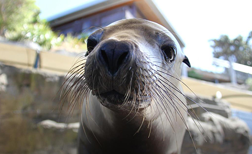 Taronga Zoo Seal Show wins award for Public Engagement