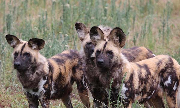 Taronga Zoo commences redevelopment of African Wild Dogs exhibit