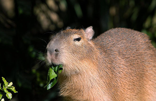Taronga Zoo opens new Capybara habitat