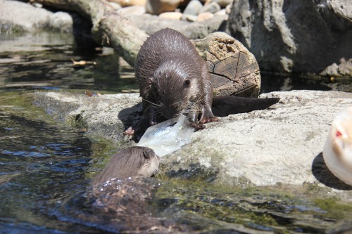 Taronga Zoo helps keep animals cool during the summer heat