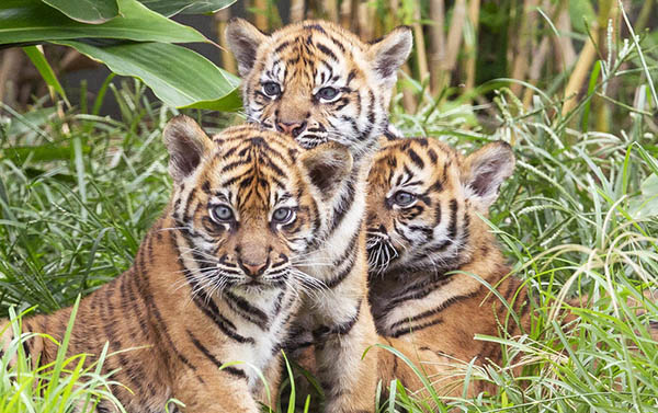 Mastercard secures two-year exclusive partnership with Taronga Zoo
