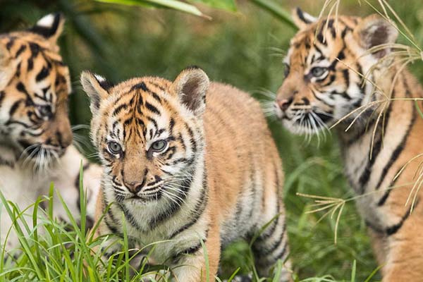 Taronga Zoo rare Sumatran Tiger cubs make public debut
