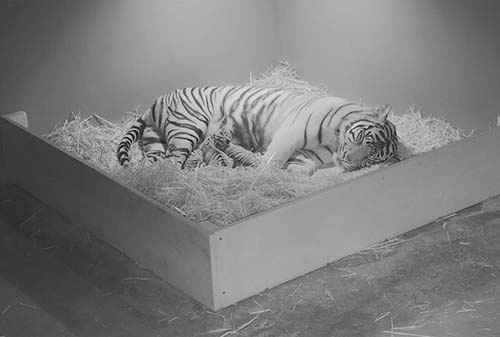 Taronga Zoo announces the birth of three rare Tiger Cubs