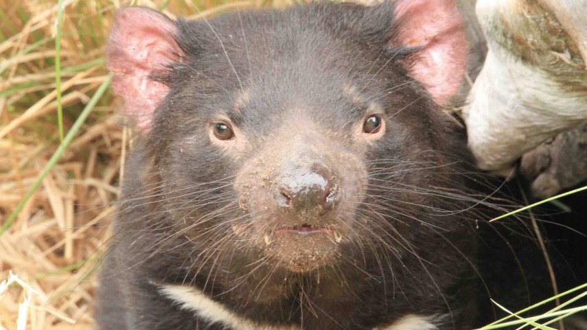 Christchurch’s Orana Wildlife Park welcomes arrival of five Tasmanian devils