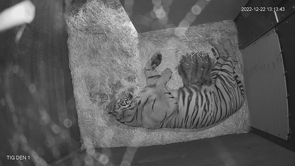First ever critically-endangered Sumatran Tiger cubs to be born at Adelaide Zoo have arrived