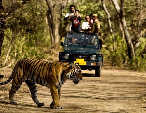 India’s top court clamps down on tiger tourism