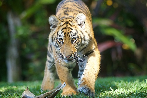 Dreamworld partners with Canberra’s National Zoo to aid Wild Tiger Conservation