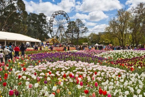 Toowoomba Carnival of Flowers announces record success of 2017 event