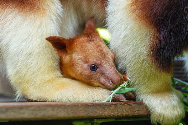 Perth Zoo introduce their latest Tree Kangaroo joey