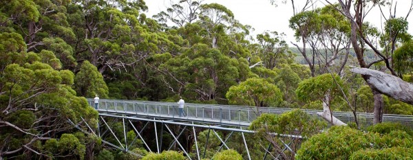 Tree Top Walk continues to be a South-West tourism magnet
