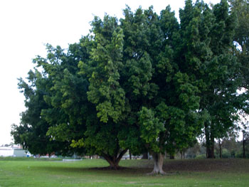 Ballarat to plant hundreds of trees to create a greener image