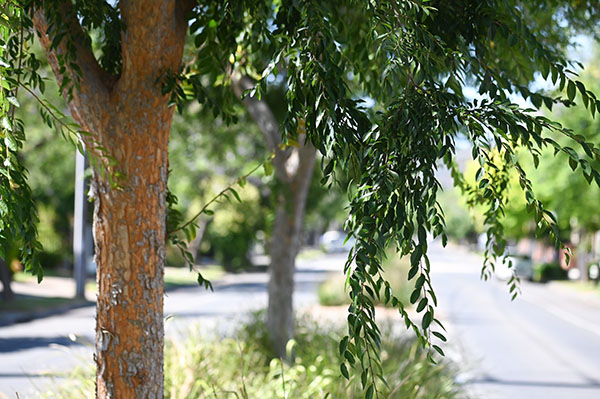 South Australian Government expands greening of streets program to regional towns