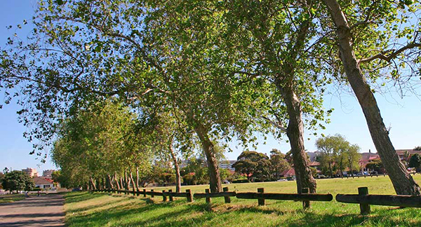 Street tree planting initiative aims to increase Randwick City canopy cover