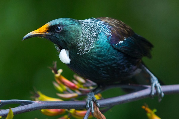 New Zealand’s native birds thrived during Coronavirus lockdown