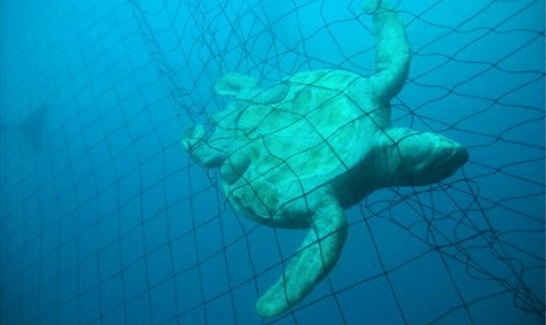 NSW shark nets kill endangered dolphins and turtles
