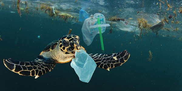 Australian Marine Conservation Society calls for enforceable plastics laws after business fails to deliver
