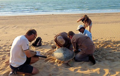Guests help gather Turtle Data at Ramada Eco Beach Resort