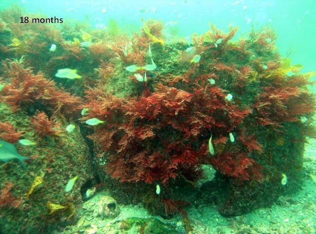 Research shows artificial reefs benefit the environment and recreational fishing