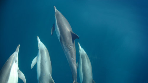 Underwater camera system to Broadcast Port Stephens dolphins to the online world