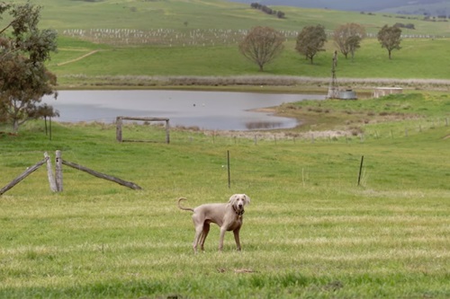 Visit Victoria releases world’s first dog optimised tourism campaign